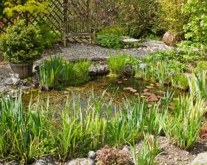 Budget pond ideas: 14 ways to create a stunning feature with water for ...