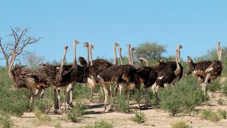 A shot of a group of Ostriches in South Africa