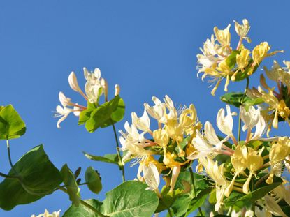 Honeysuckle Vine