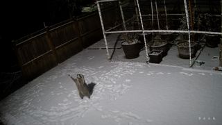 Raccoon playing in snow