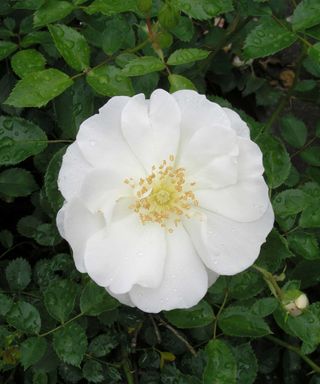 'Flower carpet white' rose
