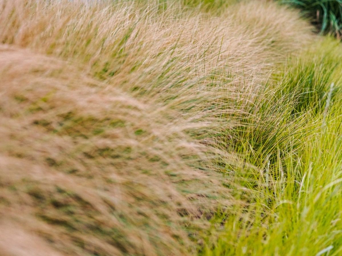 Ornamental Grasses For Northeast Yards And Gardens Gardening Know How