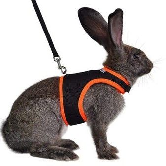 Best rabbit harness 2026: Let them explore in safety | PetsRadar