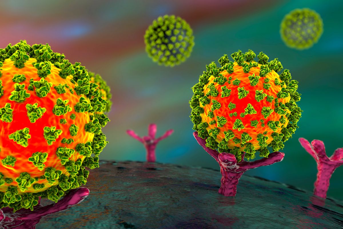 An illustration showing the SARS-CoV-2 virus binding to an ACE2 receptor on a human cell.