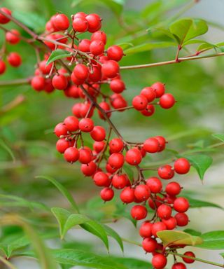 heavenly bamboo / (Nandina domestica)