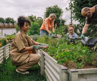 A smiling woman works in a raised garden bed with three other people