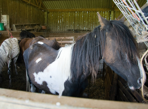 Cappy in the barn where he was found