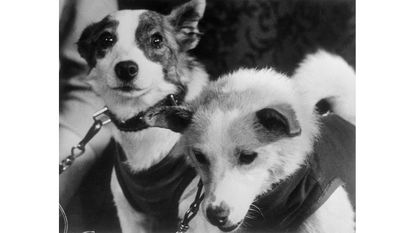 Belka and Strelka © Bettmann Archive/Getty Images