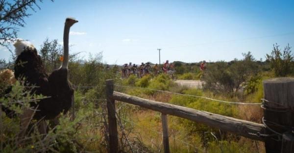 An ostrich watches the leaders go by