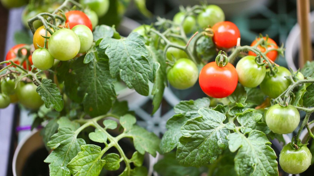 Cherry Tomato Plant