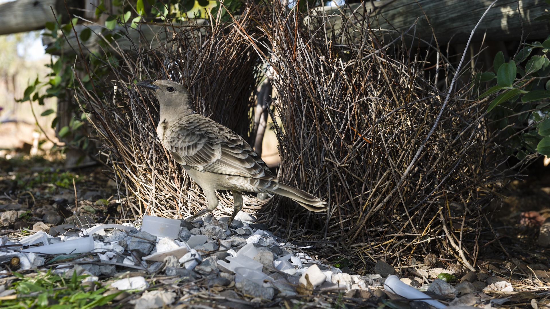 a bowerbird on top of a stack of pebbles