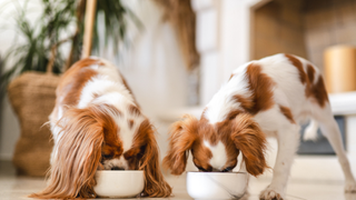Two Cavalier King Charles Spaniel puppies Eating