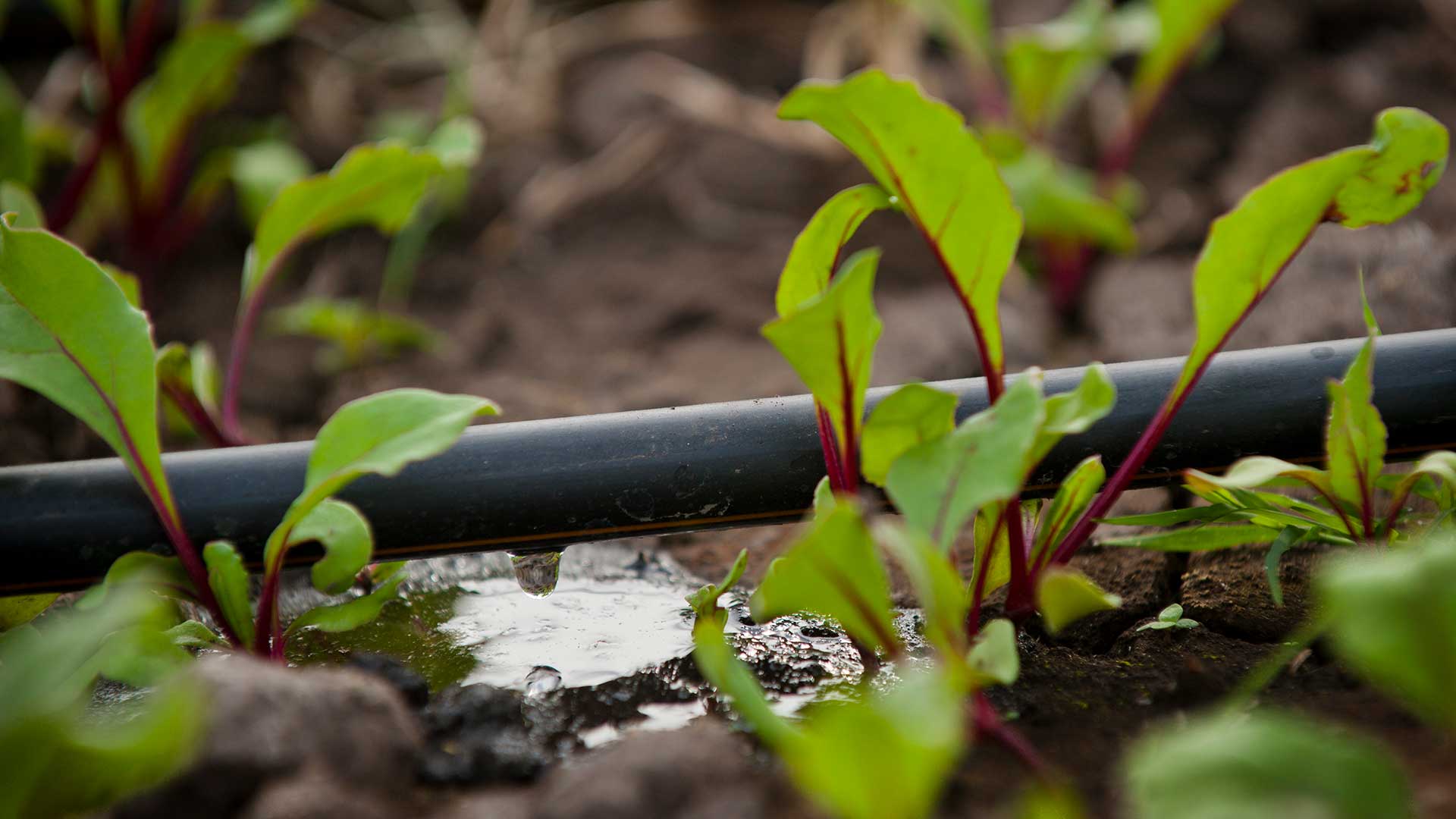 irrigation system watering young plants