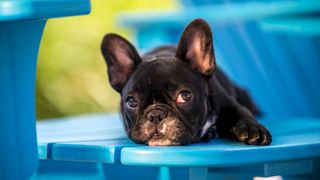 french bulldog lying on a blue garden chair