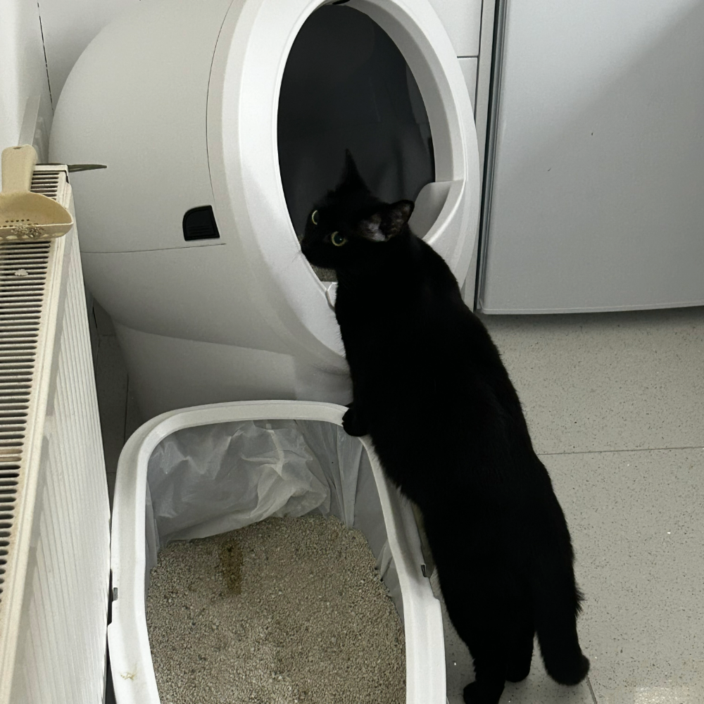 Jo's cat jumping up on the litter-robot 4 and the waste drawer next to it