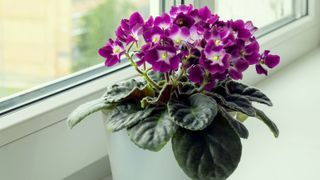 A blooming lilac African violet grows on a home windowsill near the window