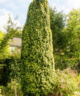 Evergreen tree Irish Yew (Taxus baccata fastigiata)