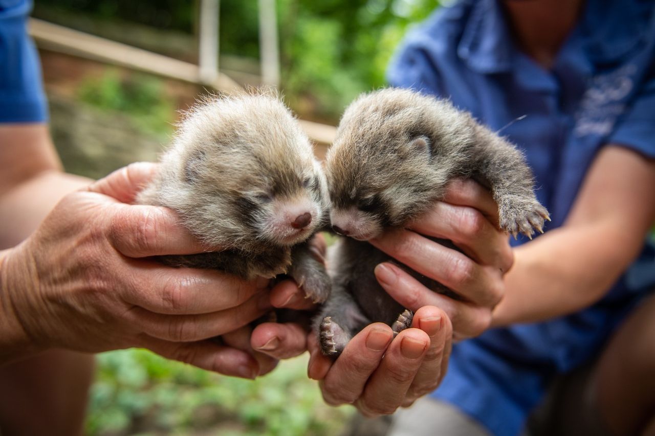 The Columbus Zoo&amp;#039;s red panda cubs.