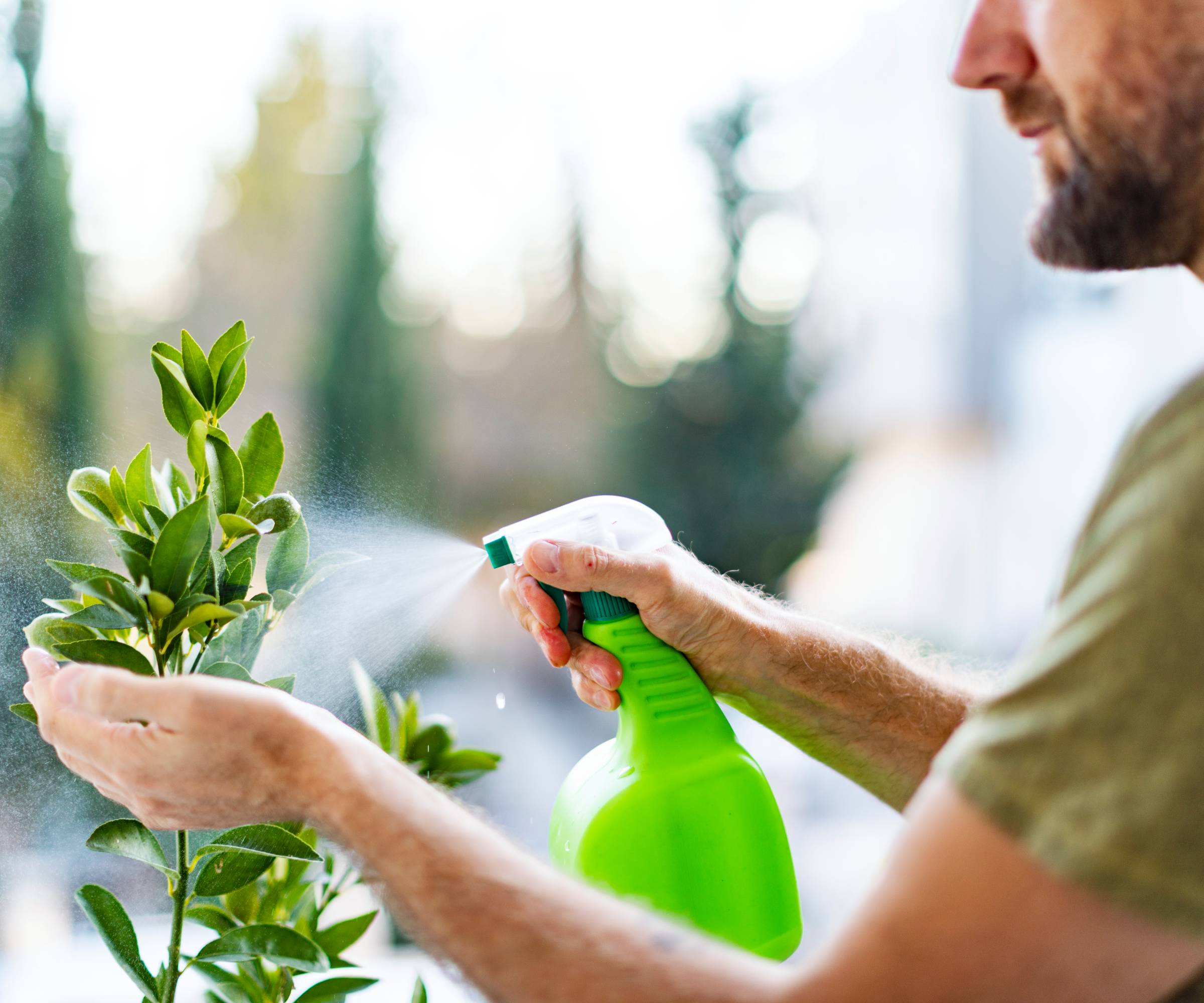 A man spraying a citrus with with a spray bottle
