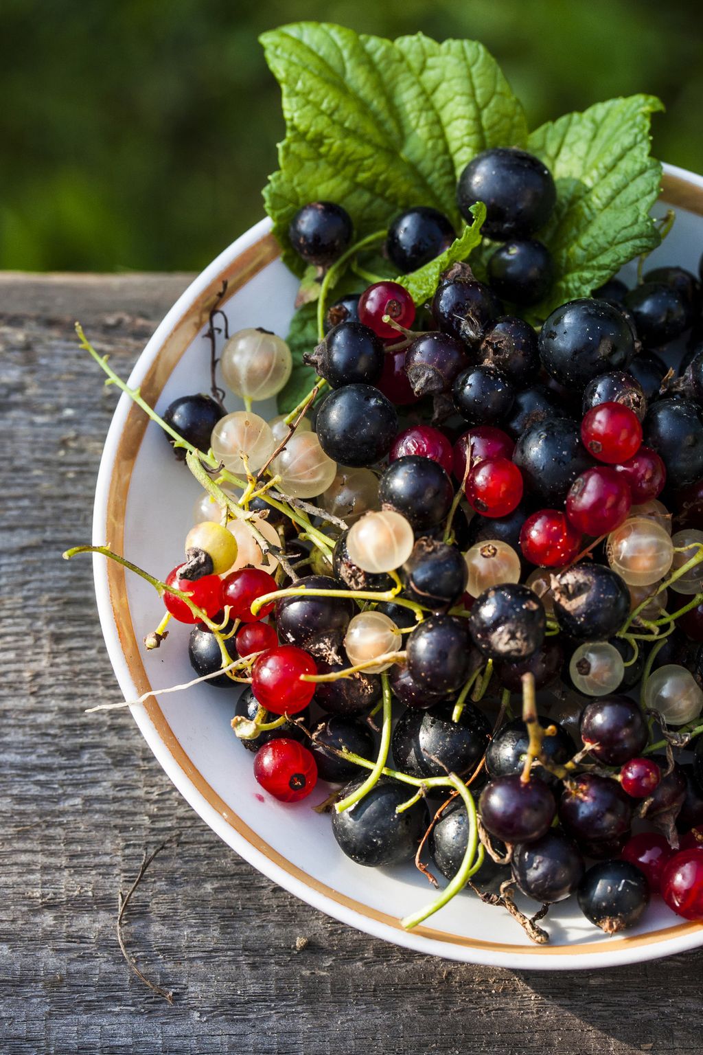 5 of the best bare root plants to plant right now Gardeningetc