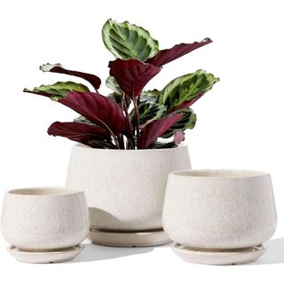 LE TAUCI Plant Pots