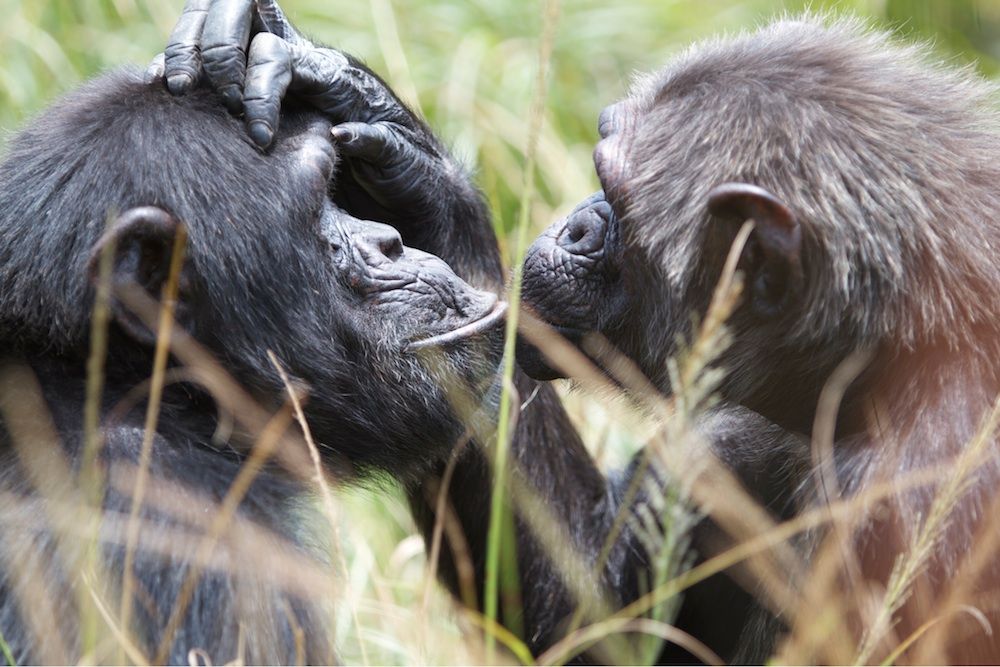 Two chimpanzees interact. 