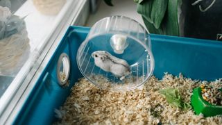 Hamster playing with toys