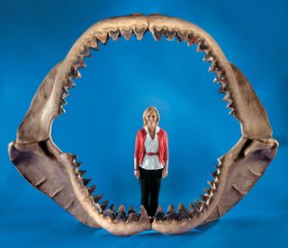 For Sale: World's Largest Shark Jaws