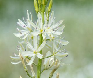 Close up of a white camassia (camassia quamash)