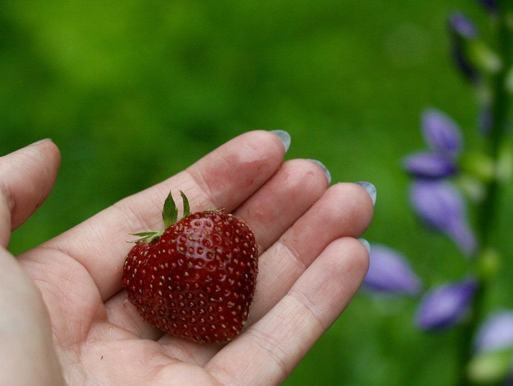 Hand Holding Dark Red Ozark Beauty Strawberry