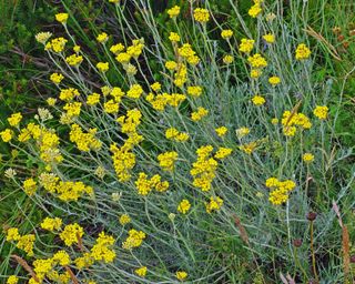 Helichrysum italicum, the Curry plant or Immortelle, from the family Asteraceae