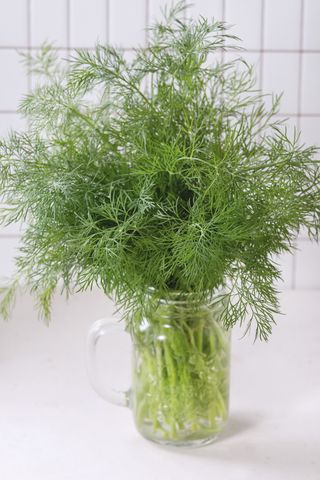 Fresh Dill branch in glass jar over kitchen table with white tiled wall at background