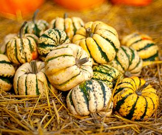 carnival squash fruits at harvest