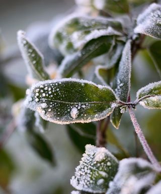 protecting plants from late frost