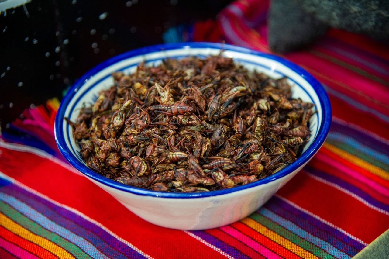 Edible grasshoppers