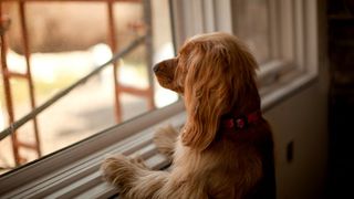 dog at window