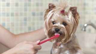 Yorkie having teeth brushed