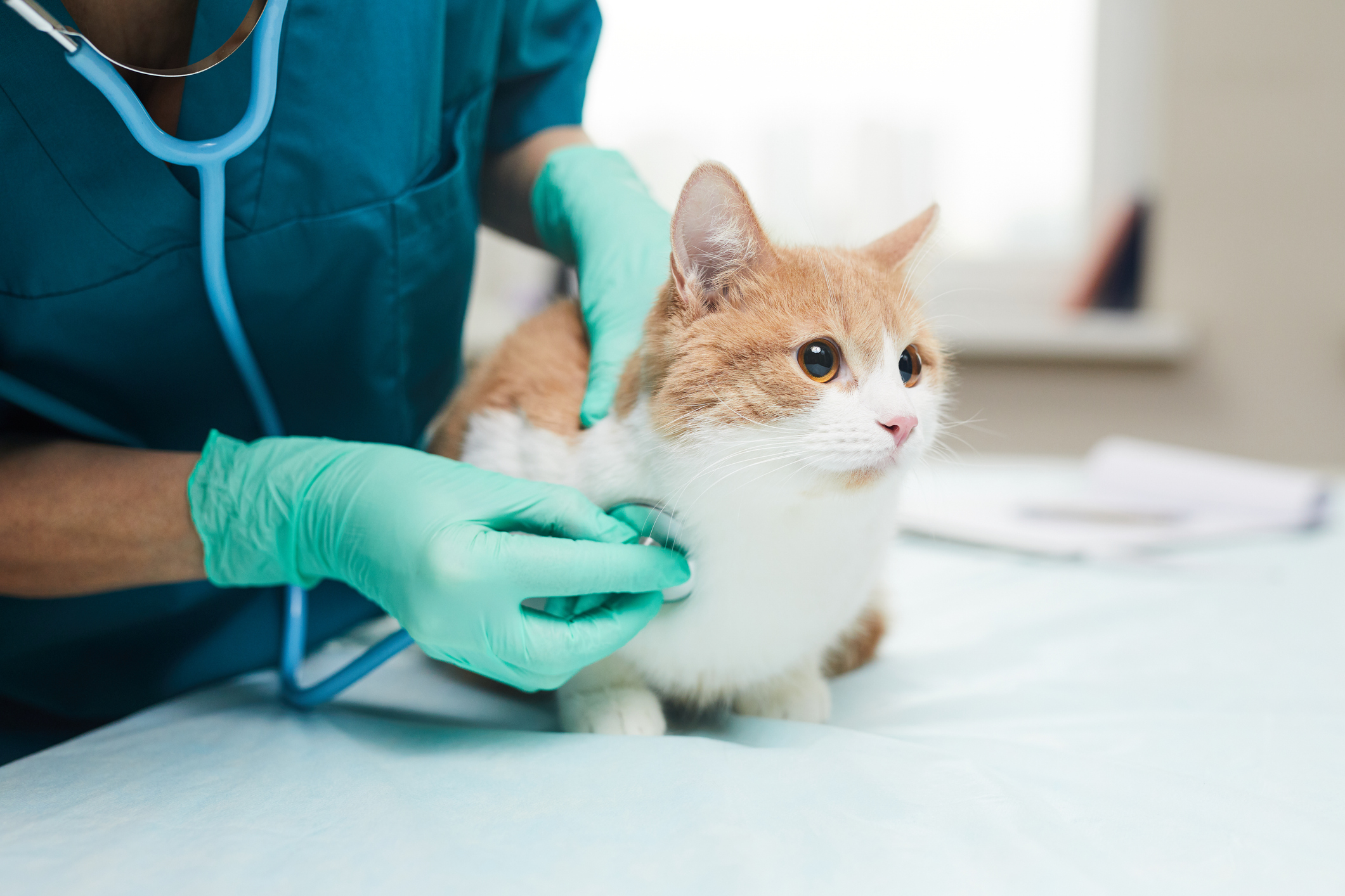 A vet listens to the heart and lungs of a kitten.