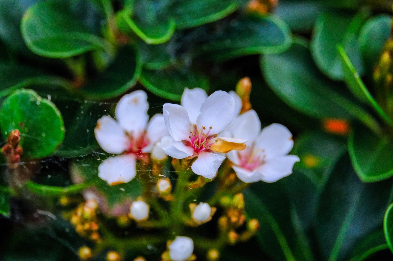 A close-up of white flowers