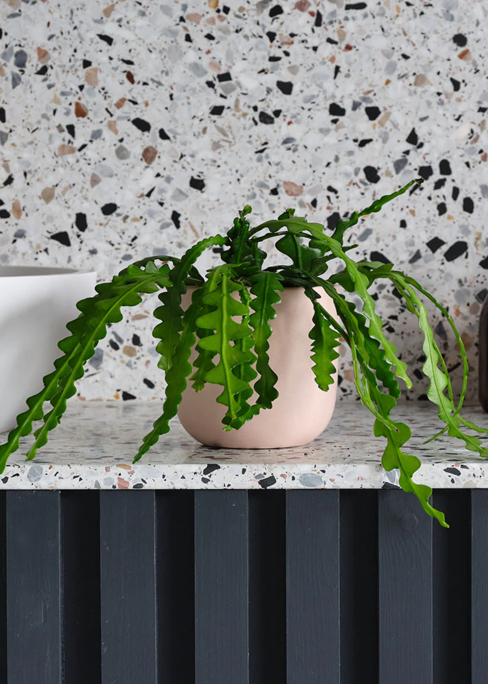 A potted fishbone cactus on a terrazzo bathroom counter beside a white sink