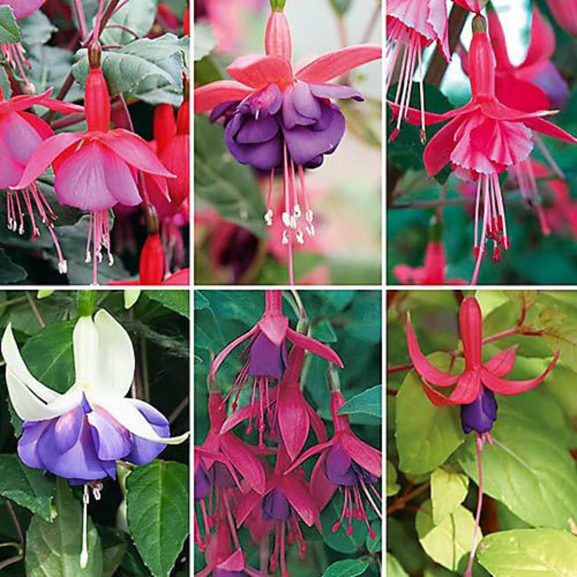 Hardy Fuchsia Collection 12 X Plug Plants