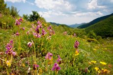 The sawfly orchid (Ophrys tenthredinifera) is among the multitude of wild orchids appearing in Mediterranean countries during April.