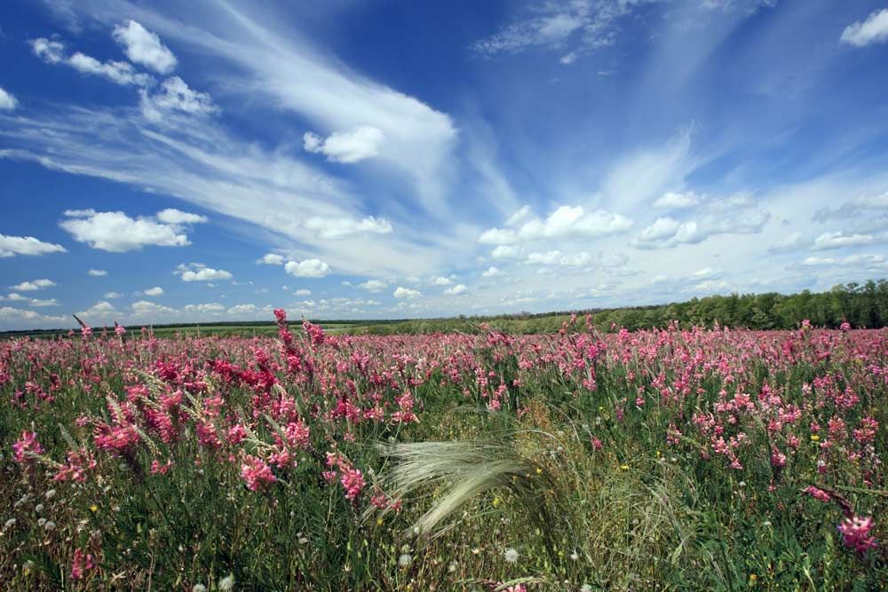 spring landscape