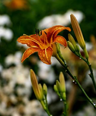 A close up of an orange daylily flower