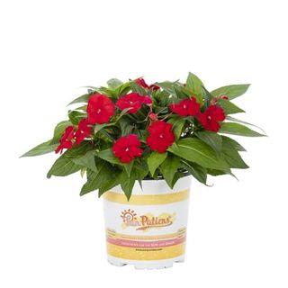 Red Flowering Impatiens Annual Plant 