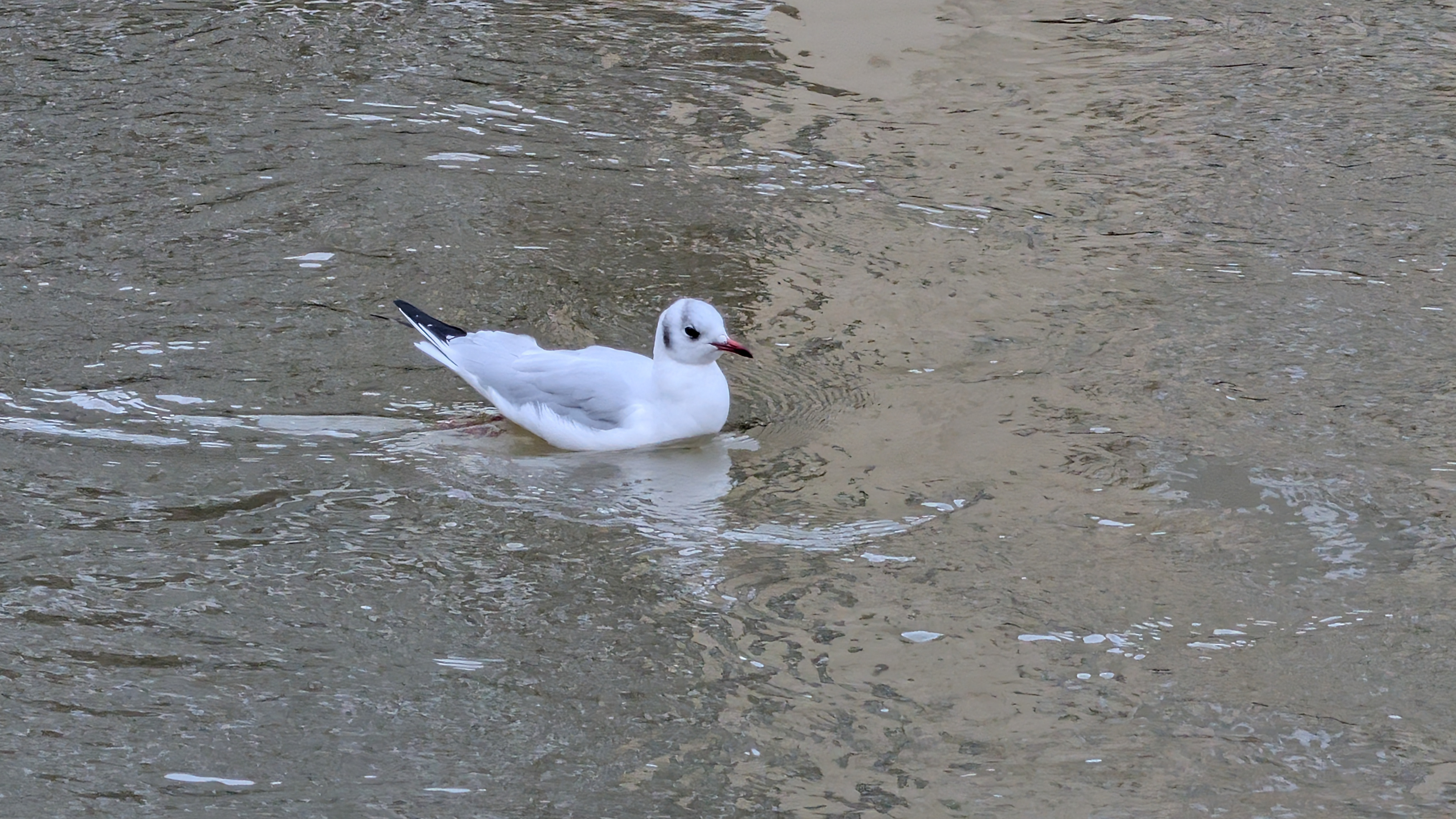 A photo of a bird taken on a Google Pixel 10 Pro XL