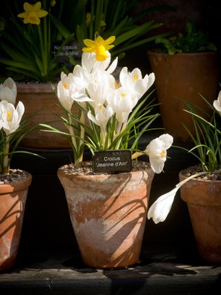 crocus bulb 'Jeanne d'Arc'