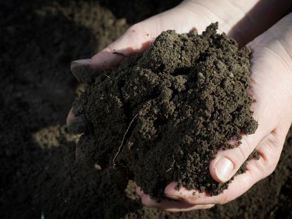 Hands Holding Dirt