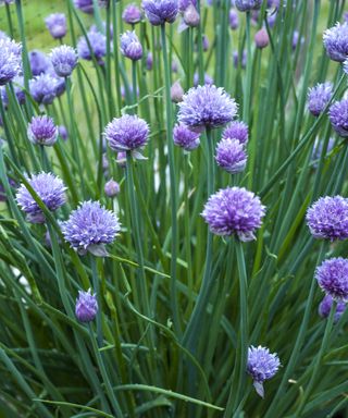 A clump of chives in flower with purple blooms on green leaves