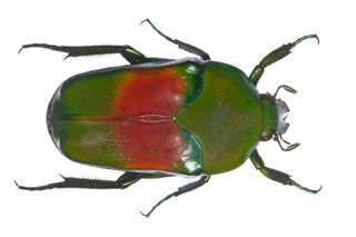 Christmas-colored beetle